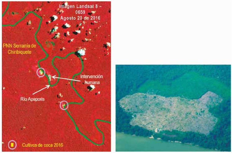 Afectacin por coca en PNN Serrana de Chiribiquete (identificacin en imagen satelital - evidencia en campo)