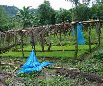 Alm�cigos de cultivos de coca