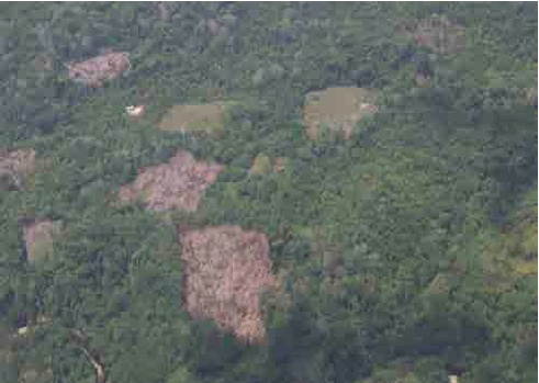 Presencia de cultivo de coca y chacras abiertas en Pichis-Palcaz�
