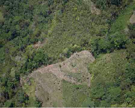 Cultivo de coca en crecimiento en Pichis-Palcaz