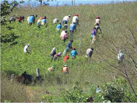 Cosecha de hoja de coca en el VRAEM