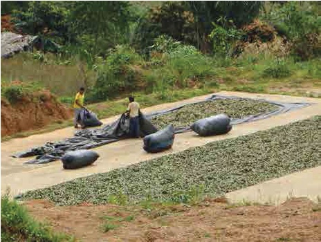 Secado al sol de hoja de coca en el VRAEM