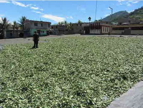 Cosecha de hoja de coca en el VRAEM