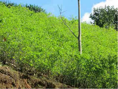 Secado al sol de hoja de coca en el VRAEM