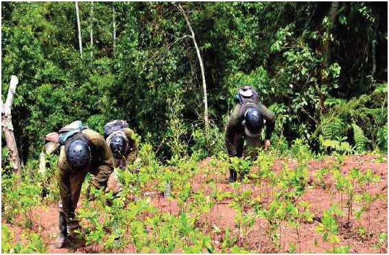 Erradicacin de coca en crecimiento