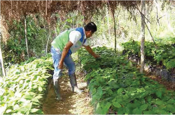 Implementacin de viveros forestales