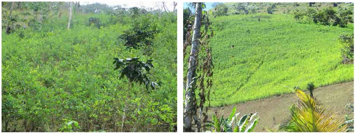 Cultivos de alta densidad en Kimbiri