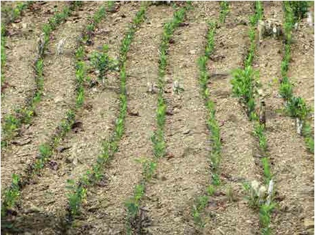 Cultivos de coca de reciente instalacin