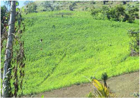 Cultivos de coca de alta densidad