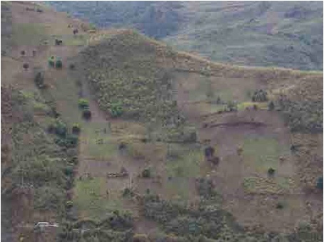 Cultivos de coca de reciente instalacin