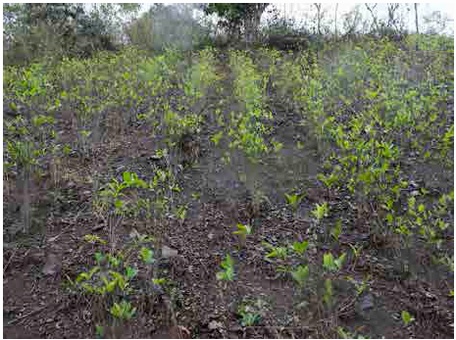 Cultivos de coca de alta densidad