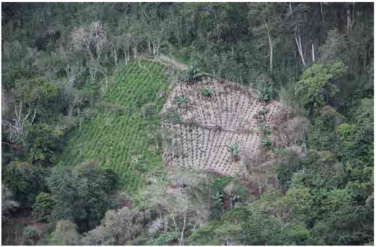 Cultivo de coca en produccin