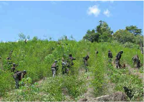 Erradicacin en el Alto Huallaga