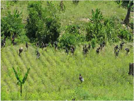 Plantaciones de cacao en el Huallaga