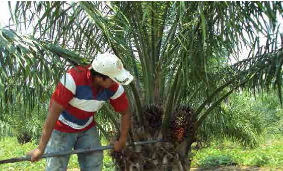 Erradicacin en el Alto Huallaga