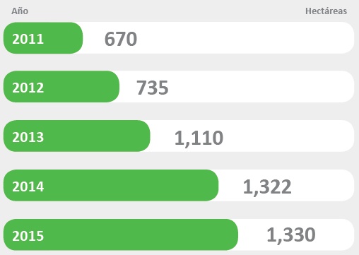 Distribucin del cultivos de coca en Kcosipata